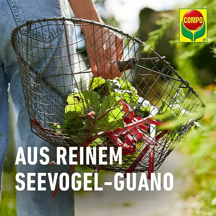 Compo Bio Gartendünger mit Guano - 3 kg - Person hält einen Drahtkorb voller frisch geerntetem Mangold mit roten Stielen.