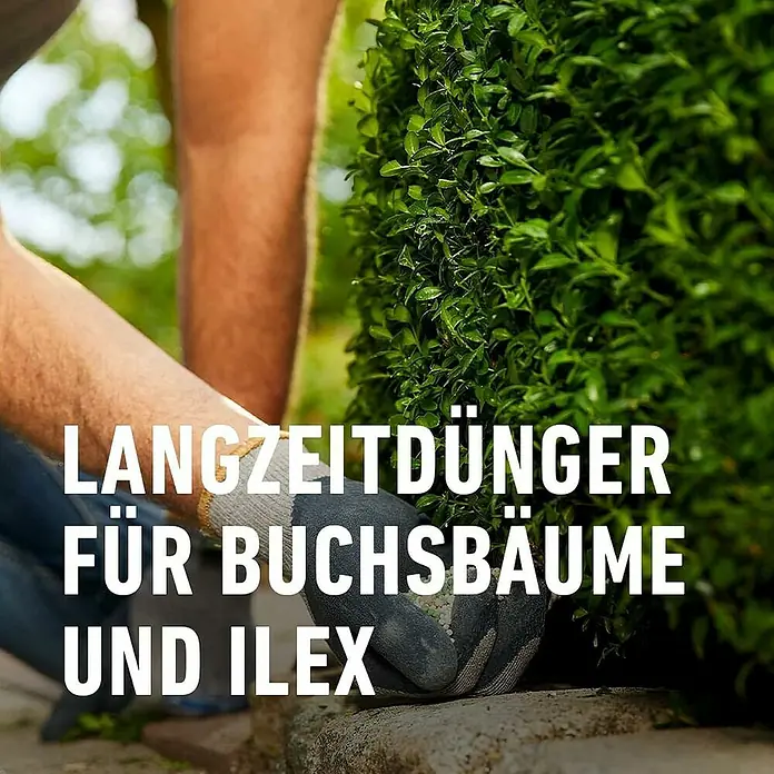 Compo Langzeitdünger Buchsbaum & Ilex - 2 kg - Behandschuhte Hände streuen Langzeitdünger-Granulat auf einen grünen Buchsbaum.