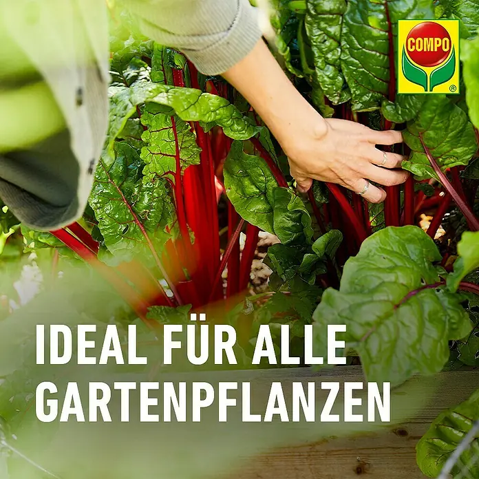 Compo Bio Gartendünger mit Guano - 3 kg - Hand pflegt leuchtend rote Mangoldpflanzen im Garten. COMPO Logo bewirbt Produkt für alle Gartenpflanzen.