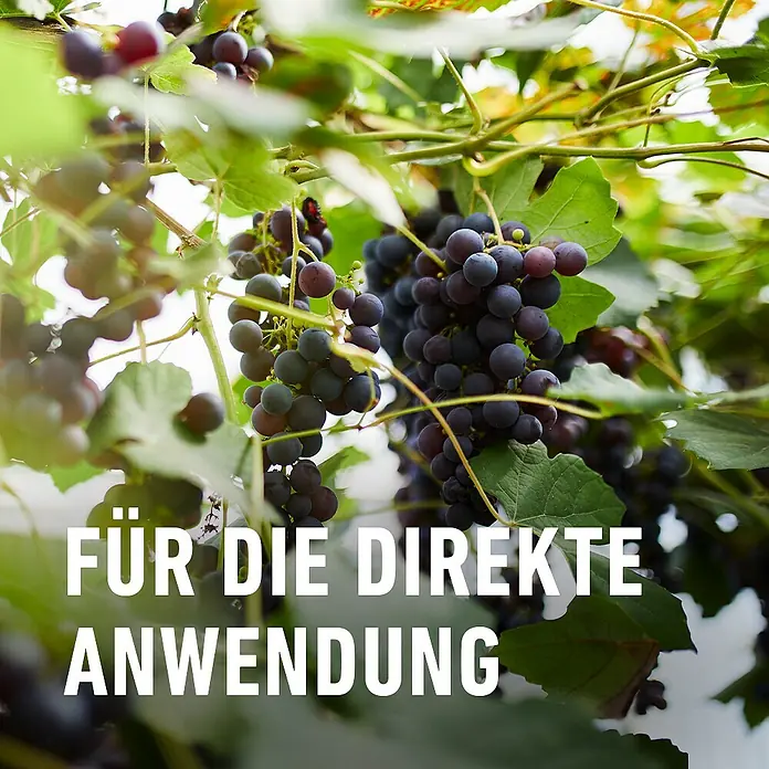 Compo Blattlausfrei Nativert® AF - 750 ml - Reife dunkle Trauben am Weinstock, bereit zur direkten Anwendung.