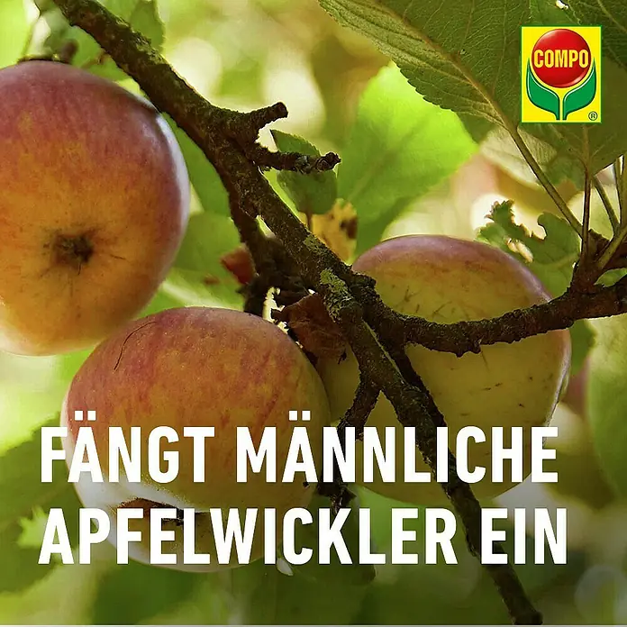 Compo Bio Apfelwickler-Lockstoff - 3 Stk. - COMPO Werbung für Produkt, das männliche Apfelwickler fängt, gezeigt mit Äpfeln am Baum.