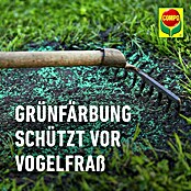 Compo Saat Rasensamen Schattenrasen (1 kg, 50 m²) | BAUHAUS