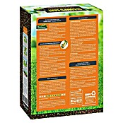Compo Saat Semillas de césped (2 kg, 80 m²) | BAUHAUS