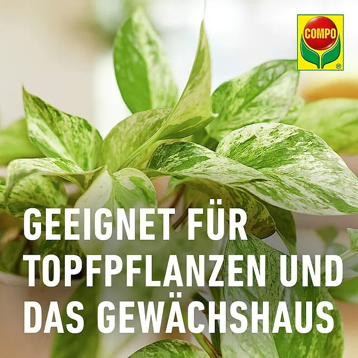 Compo Bio Klebefalle Trauermückenfänger - Gelb, 5 Stk. - Buntblättrige Topfpflanze mit Text: 'Geeignet für Topfpflanzen und das Gewächshaus'. COMPO Logo.