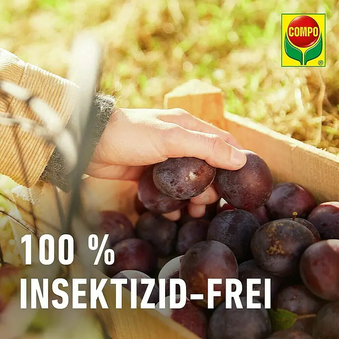 Compo Bio Pflaumenwickler-Lockstoff - 3 Stk. - Hand sammelt frische, dunkelviolette Pflaumen in einer Holzkiste, betont 100% insektizidfreie Produkte.