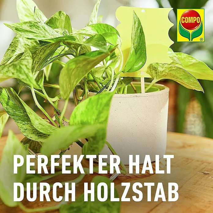 Compo Bio Klebefalle Trauermückenfänger - Gelb, 5 Stk. - Gelbe Klebefalle mit Holzstab, in eine Topfpflanze gesteckt, um Schädlinge zu fangen.