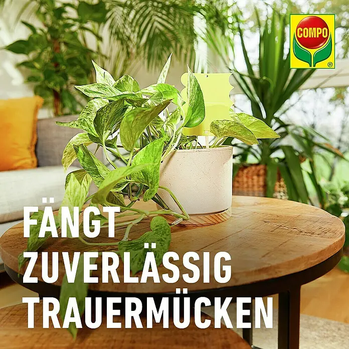Compo Bio Klebefalle Trauermückenfänger - Gelb, 5 Stk. - Gelbe Trauermücken-Klebefalle in einer Topfpflanze auf einem Holztisch.