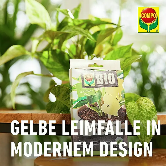 Compo Bio Klebefalle Trauermückenfänger - Gelb, 5 Stk. - Schachtel mit gelben, modern gestalteten Leimfallen für Pflanzen, neben einer Topfpflanze gezeigt.