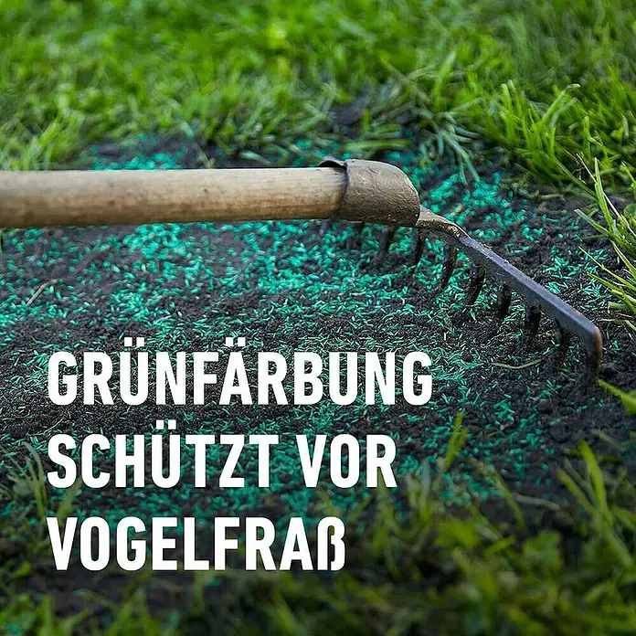 Compo Saat Rasensamen Trockenrasen - 2 kg, 80 m² - Grün gefärbte Rasensaat auf Erde mit einer Harke, schützt vor Vogelfraß.