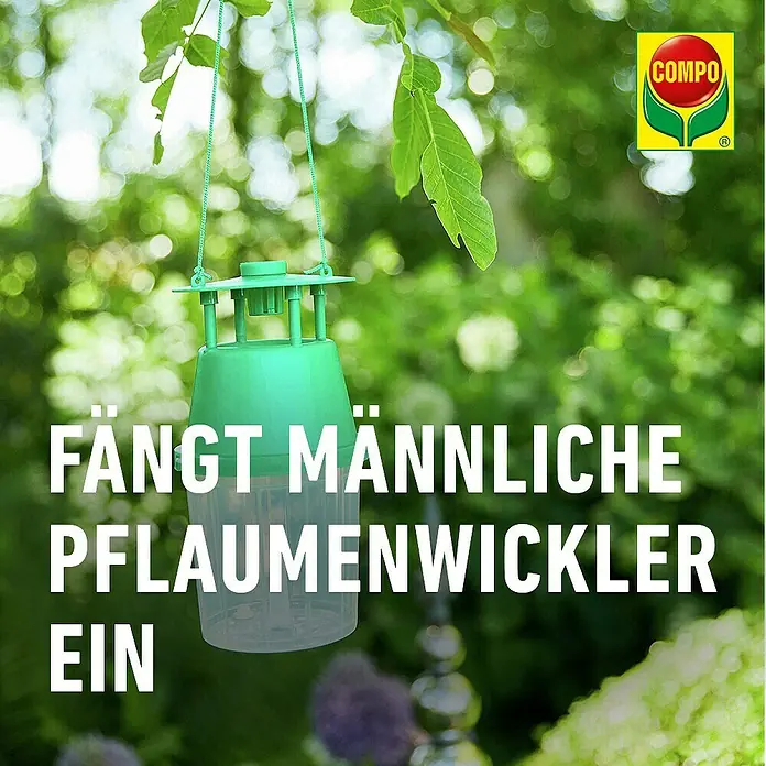 Compo Bio Pflaumenwickler-Lockstoff - 3 Stk. - Grüne, transparente Insektenfalle zum Fang männlicher Pflaumenwickler, an einem Ast hängend.