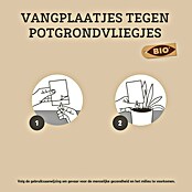 Pokon Vliegenvangers (Totaal aantal stuks: 15 st.) | BAUHAUS