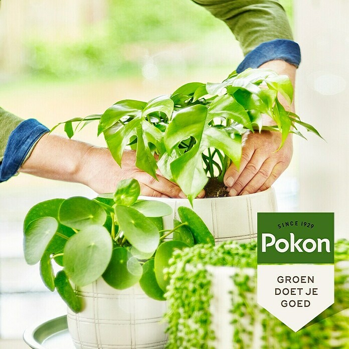 Pokon Voeding voor groene planten (500 ml) | BAUHAUS