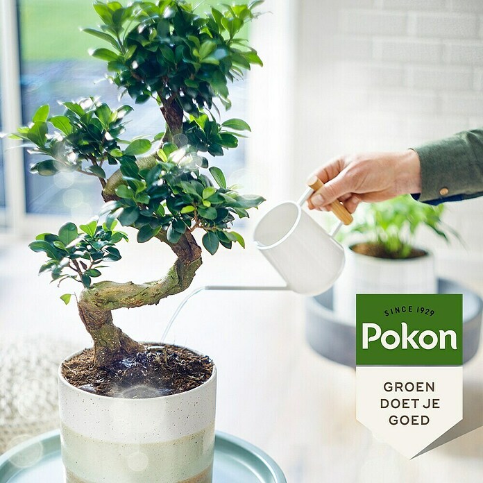 Pokon Bonsaimest (250 ml) | BAUHAUS