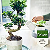 Pokon Bonsaimest (250 ml) | BAUHAUS