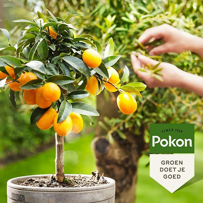 Pokon Mediterrane plantenmest (500 ml) | BAUHAUS