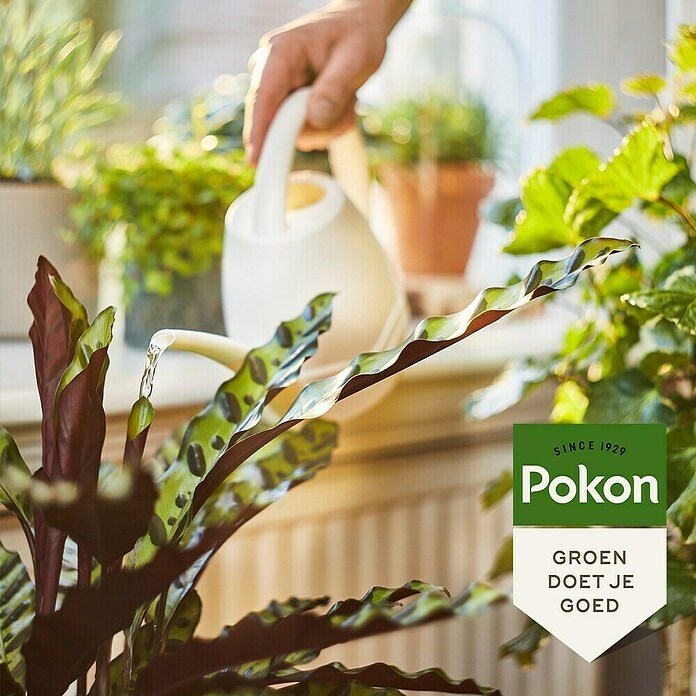 Pokon Kamerplanten Voeding (250 ml) | BAUHAUS
