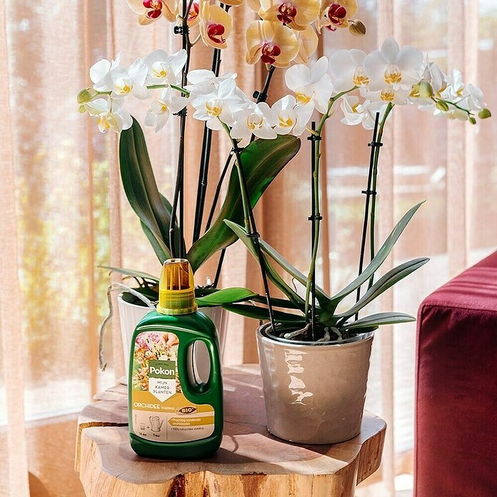Pokon Orchideeënvoeding (250 ml) | BAUHAUS