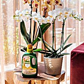 Pokon Orchideeënvoeding (250 ml) | BAUHAUS
