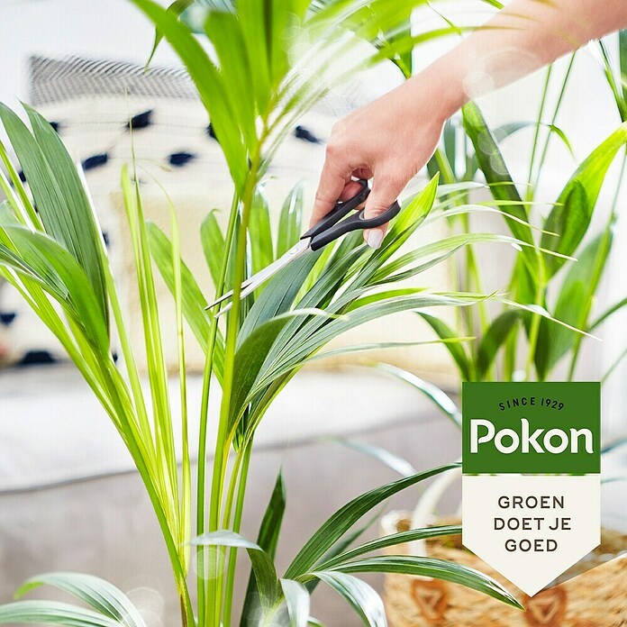 Pokon Plantenvoeding (250 ml) | BAUHAUS