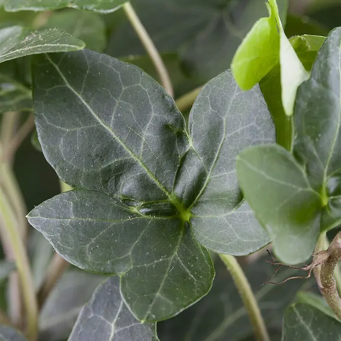 Piardino Efeu - Hedera helix, Topfgröße: 13 cm, Grün - Nahaufnahme von Efeublättern mit deutlichen Blattadern und verschiedenen Grüntönen. Die Pflanze wirkt frisch und gesund.