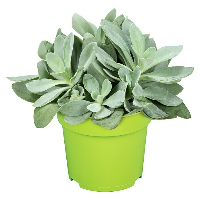 Piardino Kreuzkraut - Senecio cephalophorus Mountain Fire, Topfgre: 12  cm, Blattfarbe: Grn/Grau online kaufen bei BAUHAUS
