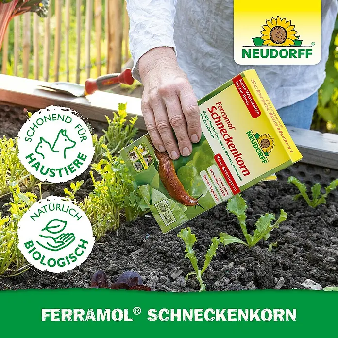Neudorff Ferramol Schneckenkorn - 1,2 kg - Eine Hand hält eine gelb-grüne Neudorff Ferramol Schneckenkorn-Packung über einem Gemüsebeet mit jungen Pflanzen. Schonend für Haustiere und biologisch.