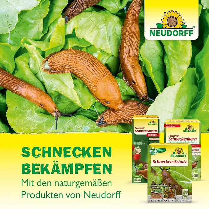 Neudorff Ferramol Schneckenkorn - 1,2 kg - Neudorff Schneckenkorn und Schnecken-Schutz (Kupferband) Produkte zur Schneckenbekämpfung mit Schnecken auf Salatblättern.