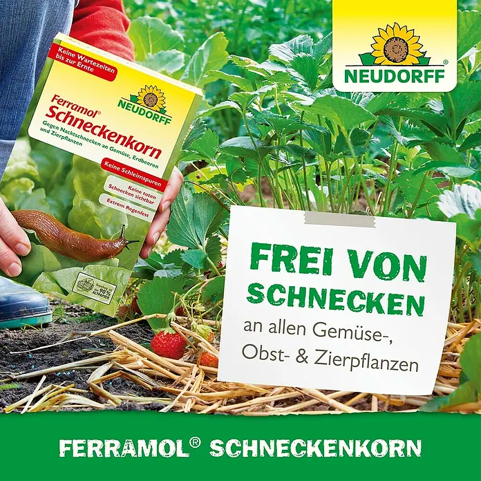 Neudorff Ferramol Schneckenkorn - 1,2 kg - Eine gelbe Packung Neudorff Ferramol Schneckenkorn wird in einem Garten mit Erdbeerpflanzen und einer Nacktschnecke gehalten, daneben ein Schild mit 'Frei von Schnecken'.