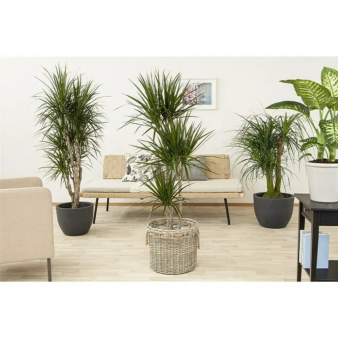 Piardino Drachenbaum - Dracaena marginata, Topfgröße: 24 cm, Blattfarbe: Grün - Eine elegante Zimmerpflanze, perfekt für die Inneneinrichtung, mit schlanken Blättern und einem dekorativen Übertopf, der das Ambiente aufwertet.
