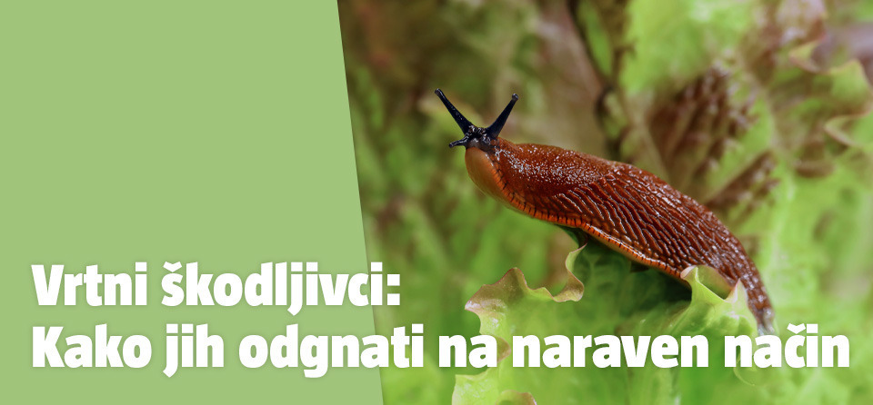 Škodljivi polž na vrtnem pridelku
