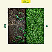 ECOstyle Graszaad (2 kg, 100 m²) | BAUHAUS