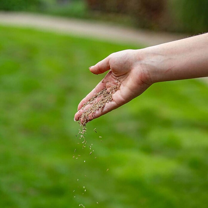 ECOstyle Graszaad voor sterke grasmat (1 kg, 50 m²) | BAUHAUS