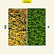 ECOstyle Buxus- en hagenmest - Hagen-AZ+ (4 kg) | BAUHAUS