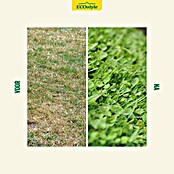 ECOstyle Graszaad voor sterke grasmat (1 kg, 50 m²) | BAUHAUS