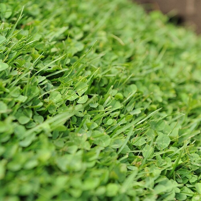 ECOstyle Graszaad voor sterke grasmat (1 kg, 50 m²) | BAUHAUS