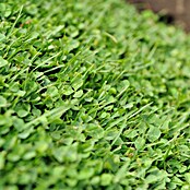 ECOstyle Graszaad voor sterke grasmat (1 kg, 50 m²) | BAUHAUS