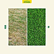 ECOstyle Gazonmest Gazon-AZ+ (4,5 kg, Max toepassingsvlak: 60 m²) | BAUHAUS