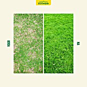 ECOstyle Graszaad Versterk (2 kg, 100 m²) | BAUHAUS