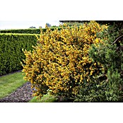 Piardino Ginster (Cytisus scoparius, Blütenfarbe: Gelb) | BAUHAUS