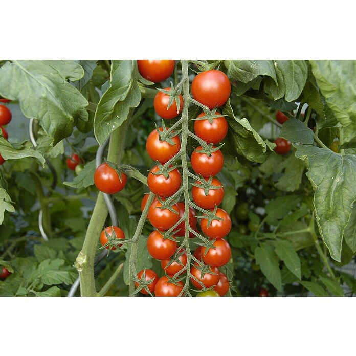 Piardino Tomate / Nektar-Cherrytomate veredelt (Solanum lycopersicum, Topfgröße: 12 cm, Erntezeit: Juli) | BAUHAUS