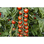Piardino Tomate / Nektar-Cherrytomate veredelt (Solanum lycopersicum, Topfgröße: 12 cm, Erntezeit: Juli) | BAUHAUS