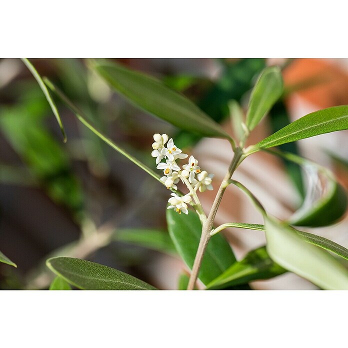 Prunus avium 10 Schwarze Knorpelkirsche