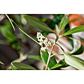 Prunus avium 10 Schwarze Knorpelkirsche