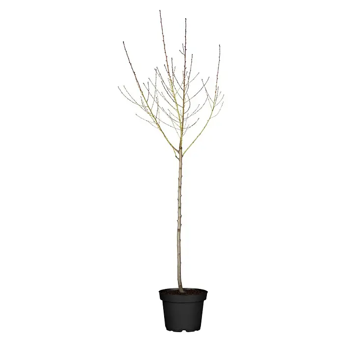 Piardino Bio Pfirsich - Prunus persica var. persica 'Saturn', Erntezeit: Juli - Ein junger Laubbaum mit kahlen Ästen in einem schwarzen Plastiktopf, bereit zum Einpflanzen.