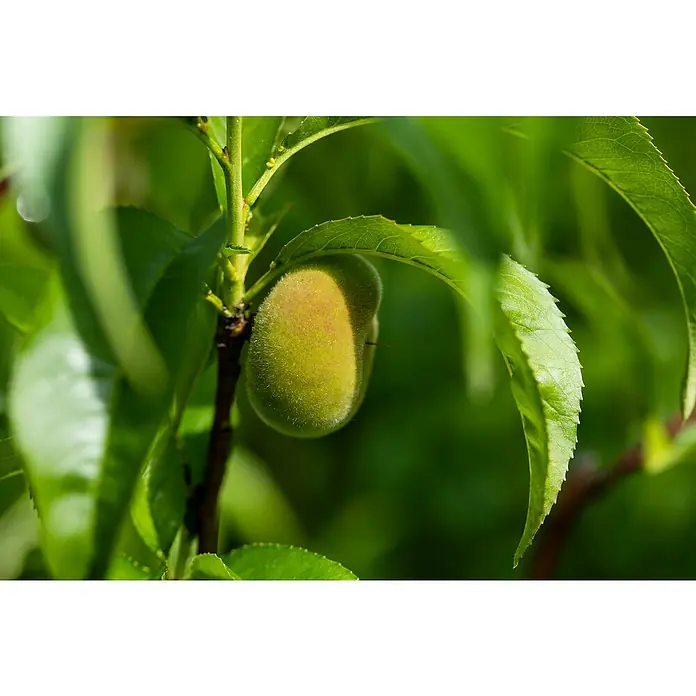 Piardino Bio Pfirsich - Prunus persica var. persica 'Saturn', Erntezeit: Juli - Nahaufnahme einer jungen, unreifen Pfirsichfrucht, umgeben von grünen Blättern, die an einem Ast hängt.
