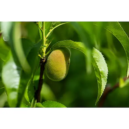 Piardino Bio Pfirsich