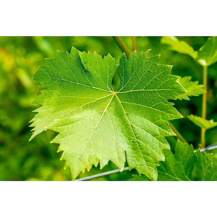 Weinrebe Bio - Vitis vinifera 'Nero', Topfgröße: 19 cm, Erntezeit: September - Lebendiges grünes Weinblatt, detaillierte Adern und gezackte Ränder.