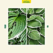 ECOstyle Slakken-stop Escar-No (1 kg) | BAUHAUS