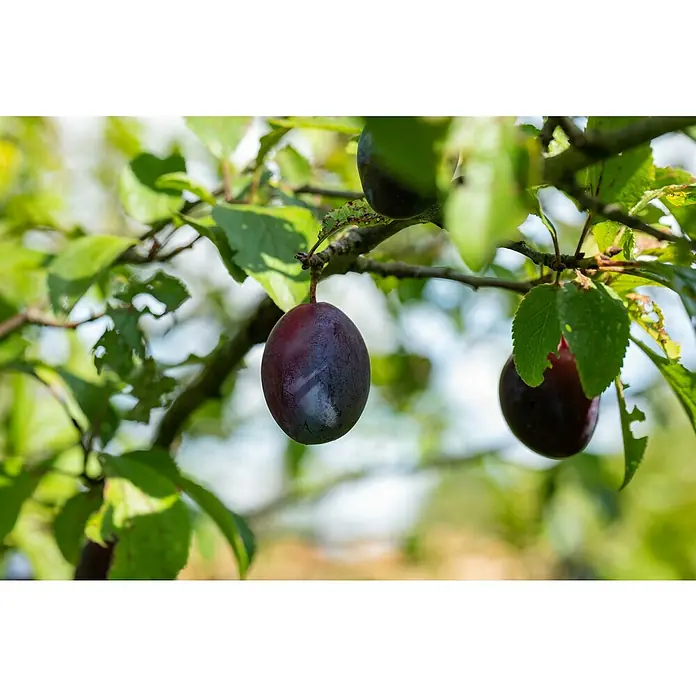 Piardino Bio Pflaumenbaum - Prunus domestica, Blütezeit: März - Nahaufnahme von reifen Pflaumen am Baum, die durch ihr dunkles Purpur und die frischen grünen Blätter hervorstechen.