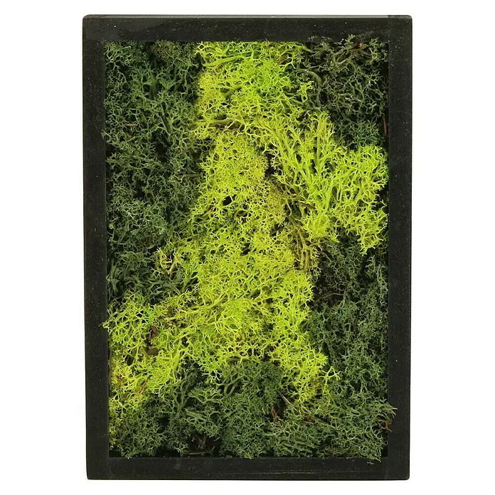 Piardino Moosbild rechteckig klein17 x 24 cm